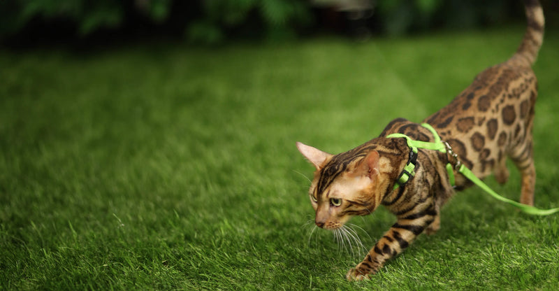 不知道該餵多少？